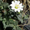 Cerastium pyrenaicum (endémique)