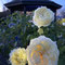 神奈川県立花と緑のふれあいセンター「花菜ガーデン」夕暮れのバラ園 ～マジックアワーとバラと灯りと～　2021年11月23日