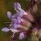 Quirliger Salbei | Salvia verticillata