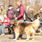 BALAGUR IZ SOKOLINOGO GNEZDA - WINNER CLUB SHOW SERBIA