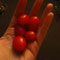 tomatoes