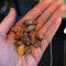wasabi almonds