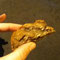 1/2 cookie