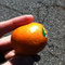 clementine