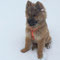 Balu mit 4 Monaten im 1. Schnee