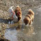 Balu mit Labifreundin und Schwester Bonni (5 ½ Monate)