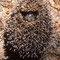 "Eingerollter", scheuer Igel