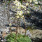 Trauben-Steinbrech (Saxifraga paniculata)