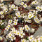 Frühlings-Hungerblümchen (Erophila verna)
