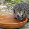 Igel am Wasser