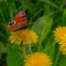 Tierfotografie/Makrofotografie: Schmetterling