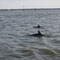 Was man nicht alles auf einer zweistündigen Wassertaxifahrt zu Gesicht bekommt..synchron schwimmende Delfine!