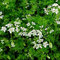 coriandolo