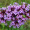 verbena
