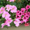 PETUNIA