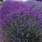 lavanda