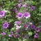 malva
