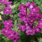 verbena