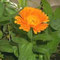 calendula
