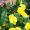 CALLA
