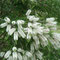 melaleuca