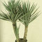 YUCCA