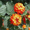 LANTANA
