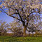 Kirschblüte in Meckenheim