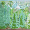 Winterwald