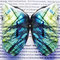 鉱石蝶の標本（ラブラドライト）