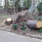 遊歩道に倒れた木を切る　片づけに6ケ月