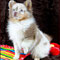 Lilac Merle Pomeranian Bes. Cinnamon Hooper