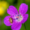 Auf der Blume, auf der Lauer, sitzt 'ne kleine Wanze - Hainich Nationalpark