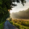 einfallendes Licht - Hainich Nationalpark