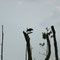 Fischadler, Kummerower See - Dargun