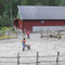 Der Zaun für den Paddock ist fertig und Sand aufgefüllt