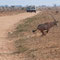 Oryx Antilopen immer auf der Flucht
