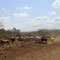 Rinderherden werde durch die trockene Landschaft getrieben um noch die letzten saftigen Gräser zu finden