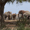 Von allen Seiten sind neue Elefantherden gekommen