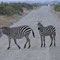 Die ersten Zebras spazieren gemütlich über die Strasse und schauen nur kurz was wir da in dem Jepp so herumhampeln um ein Foto von Ihnen zu ergattern