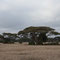 Die Schirmakazie (Acacia tortilis) ist eine der etwa 1200 Arten der Gattung der Akazien (Acacia)