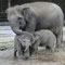 Elefantenkuh mit ihren Jungen