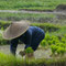Eine sehr anstrengende Arbeit die nicht einmal viel Lohn einbringt . Seit Bali esse ich meinen Reis viel bewußter . Viele sind krumm gebückt im Alter von dieser anstrengenden Arbeit .