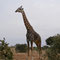 Die erste Giraffe in Tsavo East