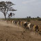 Rinderherde der Massais