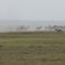Aufruhr in Amboseli , die Löwin startet einen Scheinangriff und alle Zebras ergreifen die Flucht . Da sie aber schnell merken das es nichts zu befürchten gibt bleiben sie stehen und gehen auf Beobachtungsposten