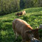 vue de la vallée et des Vache de type AUBRAC ( Aveyron Laguiole) 