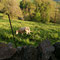 vue de la vallée et des Vache de type AUBRAC ( Aveyron Laguiole) 