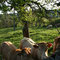 vue de la vallée et des Vache de type AUBRAC ( Aveyron Laguiole) 