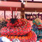 大蛇の舞より②（松尾大社節分祭2017年）